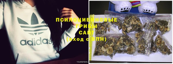 стаф Новокубанск