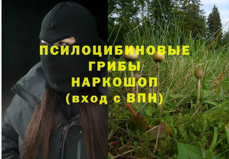 Галлюциногенные грибы Magic Shrooms  blacksprut сайт  Грязи  как найти закладки 